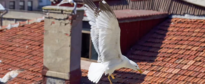 Residential Chimney Animal Removal Solution in West Columbia, SC