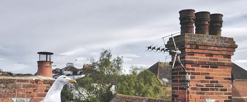 Chimney Cleaning And Restoration in West Columbia, South Carolina